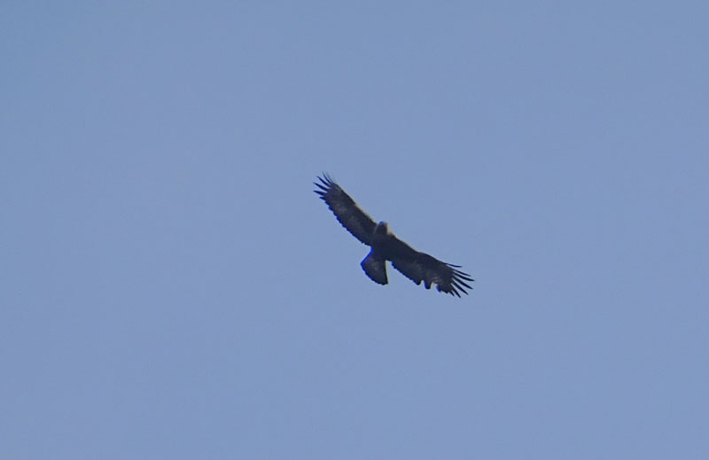 Foto brutte 7 : Aquila ?